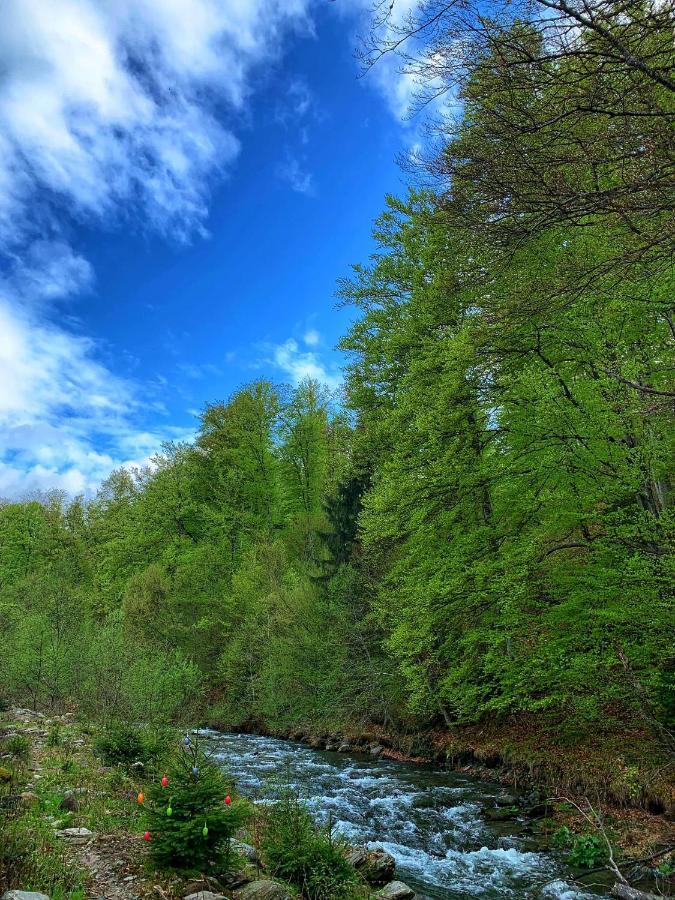 Pensiunea Păstrăvul Cîrţişoara Exterior foto