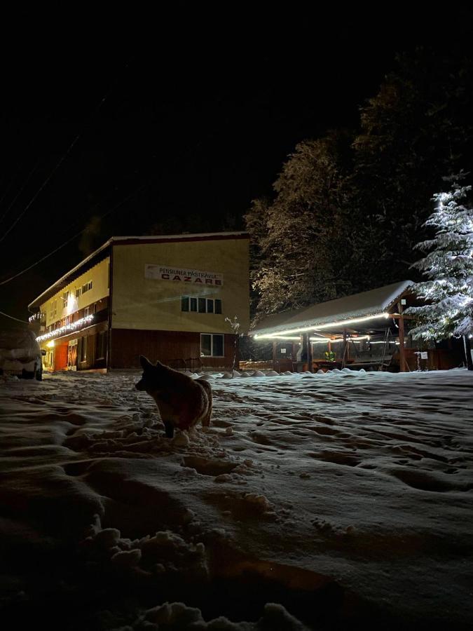 Pensiunea Păstrăvul Cîrţişoara Exterior foto